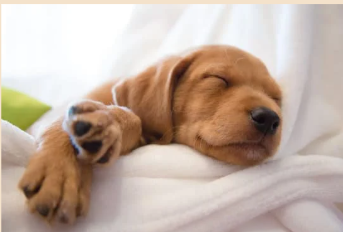 the sleep wellbeing connection